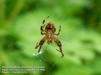 /album/spiders/spider-7-photograph-by-shantanu-kuveskar-jpg/